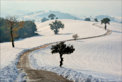 forbiddenforrest:  white scenery by Luigi Alesi on Flickr. 