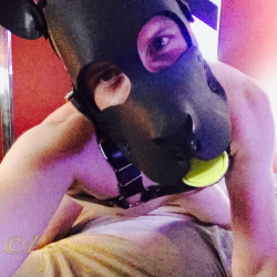 pupsmaug:  🐾🐶I’m a silly pup🐶🐾