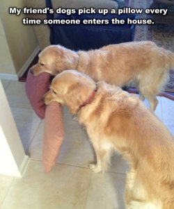 spookymays:  #HUMAN YOU ARE HERE WOULD YOU LIKE A PILLOW 