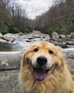 awwww-cute:  What a happy dog (Source: http://ift.tt/2qYIS3q)
