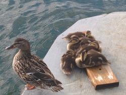 animal-factbook:  All ducks are home schooled until they reach