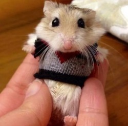 cute-overload:  Just a dwarf hamster in a cardigan.http://cute-overload.tumblr.com