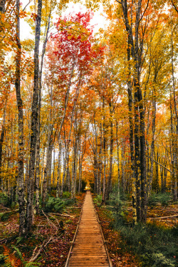 brianstowell:Acadia National Park, MaineInstagram