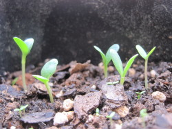 leafygay:  hello these are my plants and they are very small