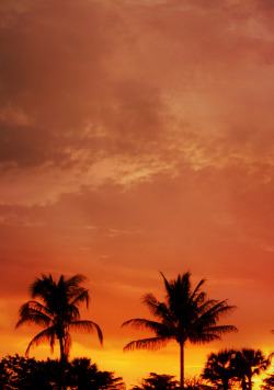 highenoughtoseethesea:  West Palm Beach, sky on fire.