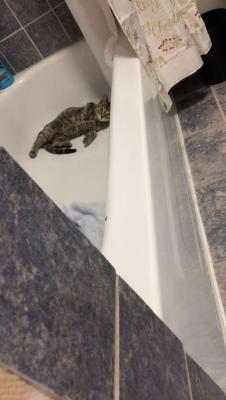 cutecatpics:  Chillen in the Tub Source: julsvsjuls on catpictures.
