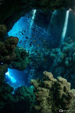 bojrk:  Egypt: Underwater sunbeams - Jackfish Alley, Sharm el-Sheikh