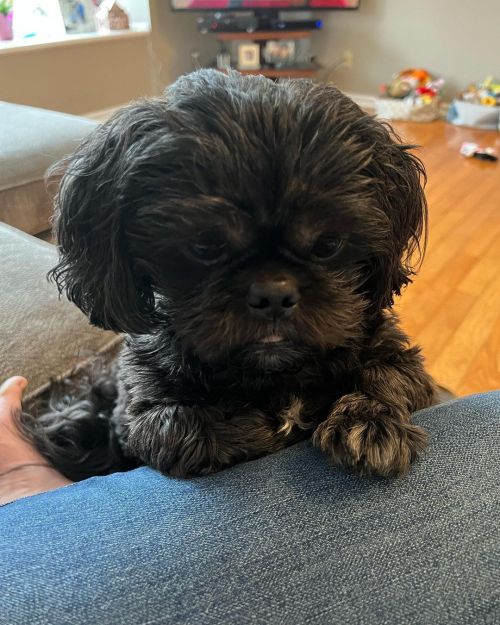<p>Your boy Lester here. Here’s what I’ve been up to during the holidays. </p>

<p>#shihtzu #shihtzusofinstagram #blackdog #lesterpawfus  (at Ridgetop, Tennessee)<br/>
<a href="https://www.instagram.com/fiddlestar/p/CX_faV7rBvN/?utm_medium=tumblr">https://www.instagram.com/fiddlestar/p/CX_faV7rBvN/?utm_medium=tumblr</a></p>