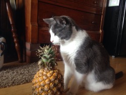 corporation-cats:  Here’s my cat discovering that pineapples