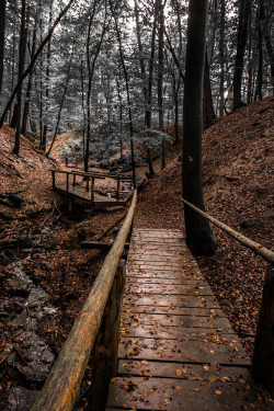 Forest walk into the colorless | (by Chris Talentfrei)