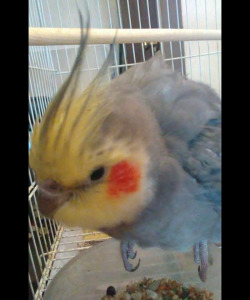 So I found a cockatiel today. lil guy’s wings were clipped.