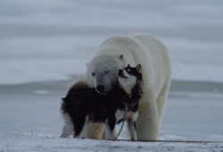 nubbsgalore:  after four thousand years in canada’s arctic,