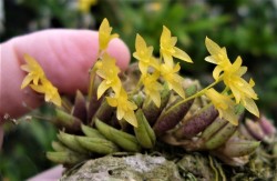 orchid-a-day: Acianthera leptotifolia Syn.: Pleurothallis leptotifolia;