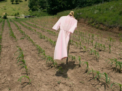 flashofgod: Lucas Foglia, Scarecrow, Tennessee, 2008.