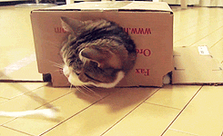 weknowmemes:  Box Cat!   seen on rebloggy.com/gif