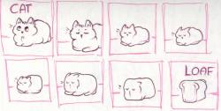 rabbitfears:  rabbitfears:  A bunch of cat loaf. A comic in which