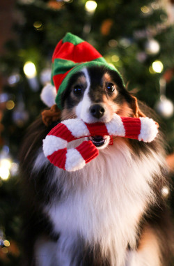 merrrylittlechristmas:  zeldathesheltie:Santa’s little helper