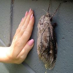 maggiekarp2:  deadjosey:  thebutterflybabe:  The Giant Wood Moth