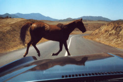 penonomen:  Wild Horse Encounter, August 1974, Roger Steffens