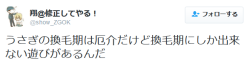 zorobunny: highlandvalley:  翔@修正してやる！さんのツイート: “うさぎの換毛期は厄介だけど換毛期にしか出来ない遊びがあるんだ https://t.co/GQxFseYoD8”  lol 