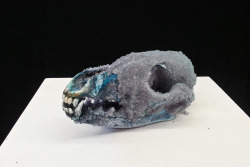 longhairbear:  Crystallized coyote skull… death succumbing