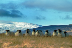 pagewoman:  Cheviot Sheep in Front of the Cheviot, Northumberland,