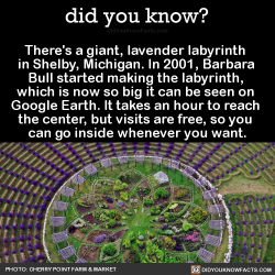 inanna76: did-you-kno:  There’s a giant, lavender labyrinth