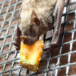 daily-batty-dose:  Your Daily Batty Dose  Short-tail Fruit Bat