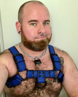 For Christmas, my husband got me the bulldog harness I’ve been
