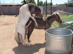 gorgeousstallions:  Lil ponies trying to mate. Look at the flare on his cock, though! 