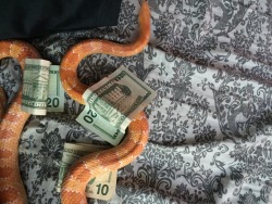 snakecommunism:  this is the Cash Dude. you might not got any