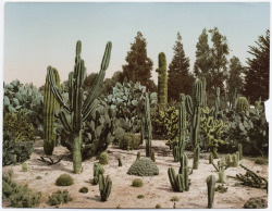 radophobia:  Cactus garden in California in 1902 