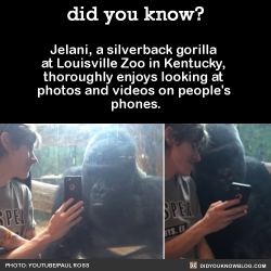did-you-kno:  Jelani, a silverback gorilla at Louisville Zoo