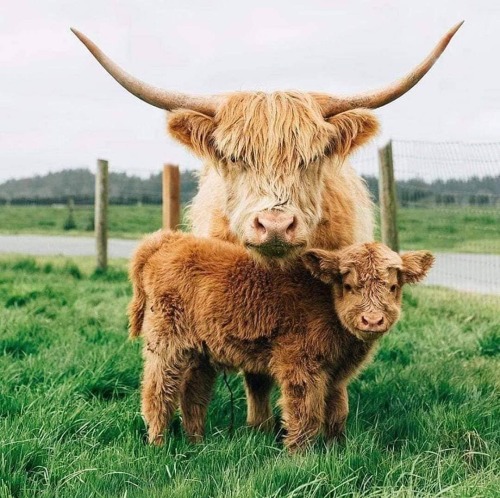 hughhighlander:  Mooother and the wee one