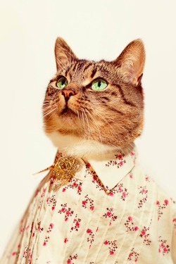 jasonmcgroartyphotographer:  Cat Couture by Jason McGroarty 