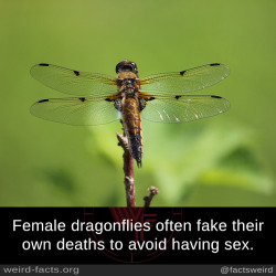 mindblowingfactz:   Female dragonflies often fake their own deaths