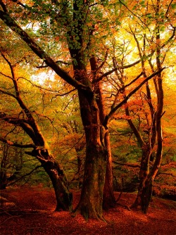 maya47000:Autumn sunset Callander Scotland
