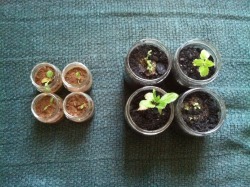 Baby cantaloupes, baby apple trees. :)