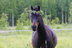 rideforlifeorlove:  Midsummer horse by tiiavoitto 