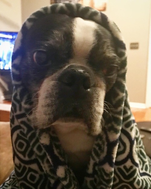 <p>Late last night #sirwinstoncup was sort of getting on my nerves so I punished him by making him look like both someone’s Russian grandmother and also E.T. in the bicycle basket. And then I took this picture. I showed him. #bostonterrier #bostonterriercult #dogmom  (at Fiddlestar)</p>
