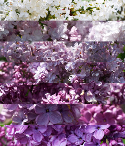 floralls:  As Lovely as Lilacs (by Miss Marisa Renee)