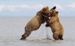 theanimalblog:  Two brown bears fight while playing in Lake Clark