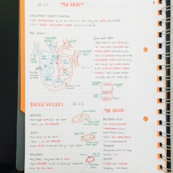 joolshallie:A few hours and a messy desk later the biology notes