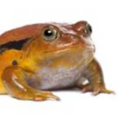 kelssiel: frogsuggest:  content-froggregator:  A comparison of