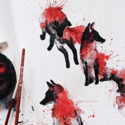 kelogsloops:  Red and black foxes 