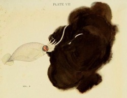 mudwerks:  nemfrog:  Plate VII. Fig. A. Squid throwing out a