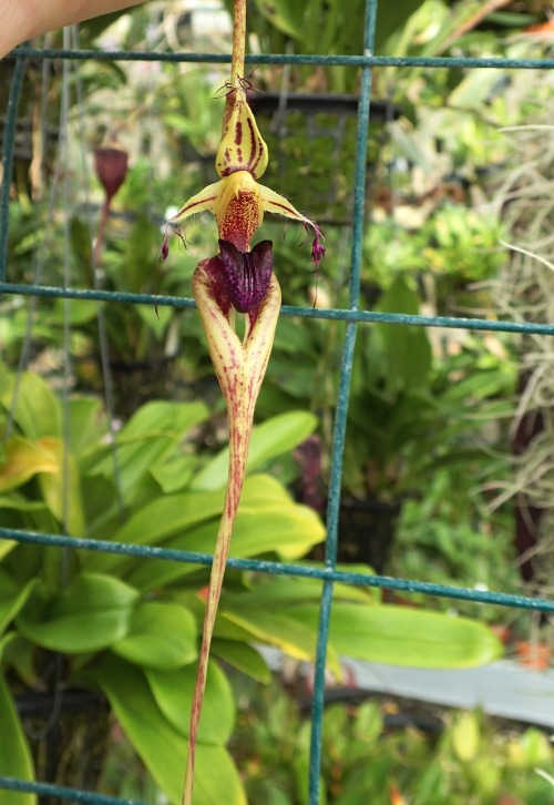 orchid-a-day: Bulbophyllum putidum Syn.: Cirrhopetalum putidum;