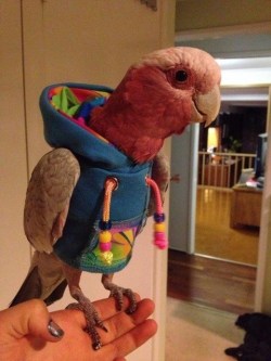 annabellehector:  Parrot hoodie 