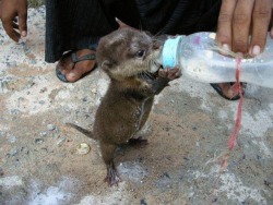 mlledenise:  A tiny baby otter having a little drink. I love