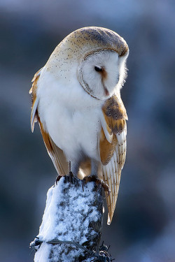 10bullets:  Barn Owl - MG_9336 by nigel pye on Flickr. 